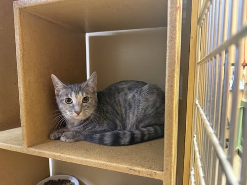 KISSA (BONDED TO MINOU) - Domestic Short Hair available for adoption