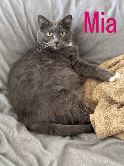 MIA - Domestic Medium Hair available for adoption