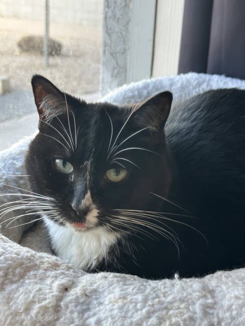 JORDAN - Tabby available for adoption