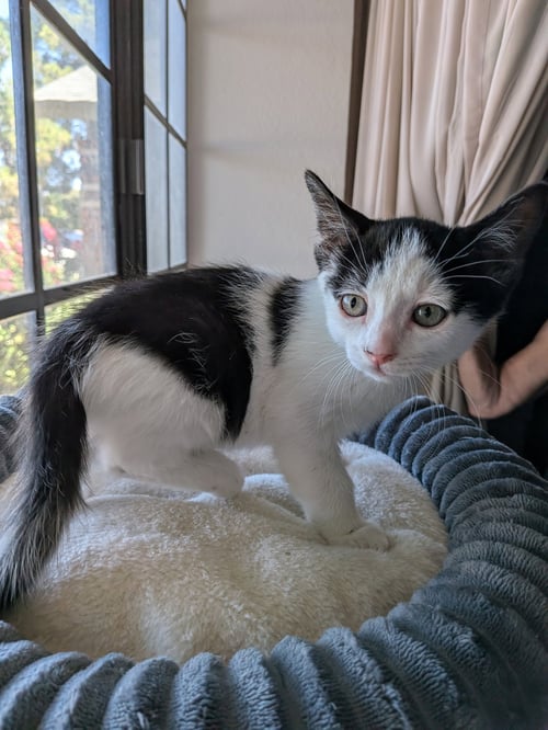 NUGGET - Domestic Short Hair available for adoption