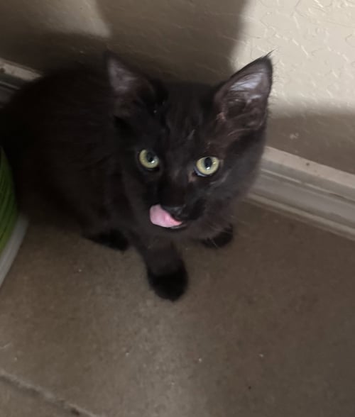 JIRAH - Domestic Short Hair available for adoption