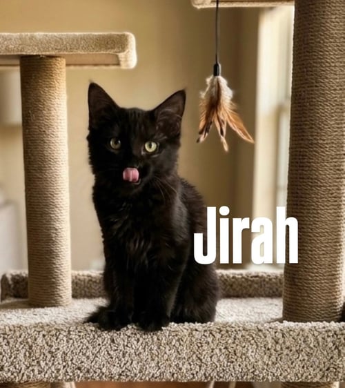 JIRAH - Domestic Short Hair available for adoption
