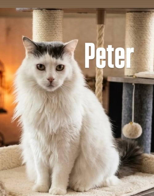 PETER - Domestic Long Hair available for adoption