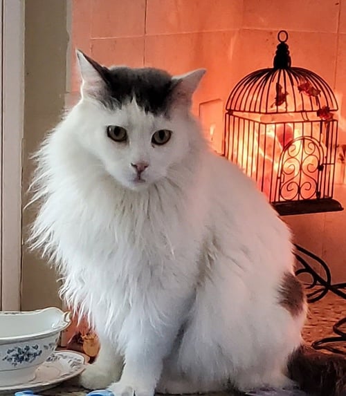 PETER - Domestic Long Hair available for adoption