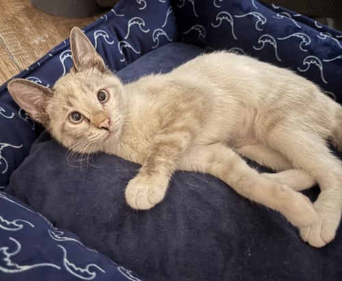 SALEM - Domestic Short Hair for adoption in Mesa