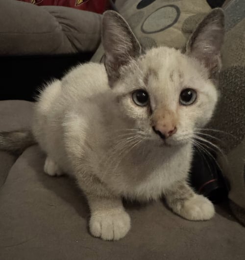 SALEM - Domestic Short Hair available for adoption