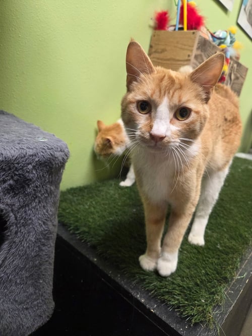 SARGE - Domestic Short Hair available for adoption