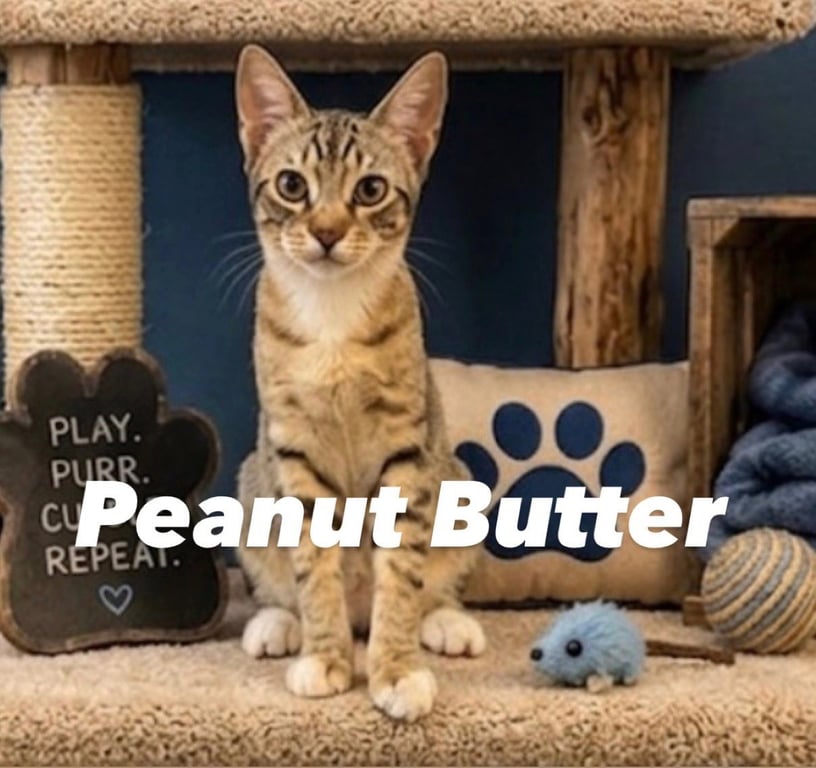 Peanut Butter Image