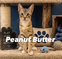 Peanut Butter - Photo 1
