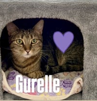 Gurelle - Photo 2