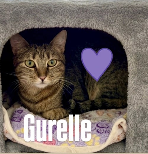 GURELLE - Domestic Short Hair available for adoption