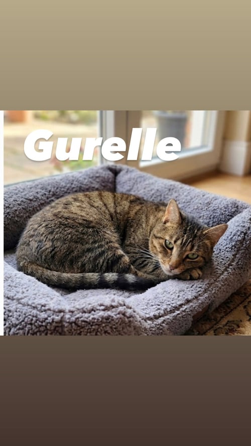 GURELLE - Domestic Short Hair available for adoption