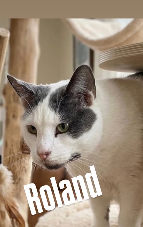 ROLAND - Tabby available for adoption