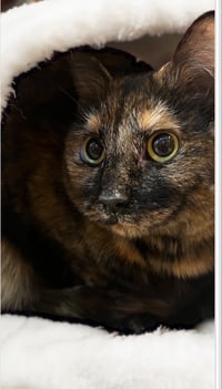 Baby Cat - Photo 3