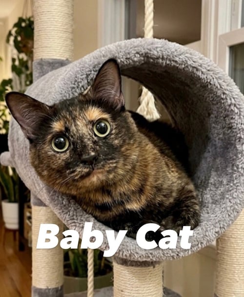BABY CAT - Domestic Short Hair available for adoption