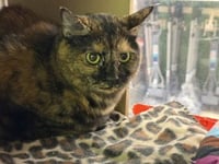 Baby Cat - Photo 4