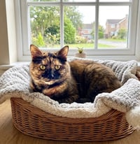 Baby Cat - Photo 2