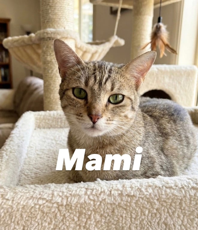 Mami Image