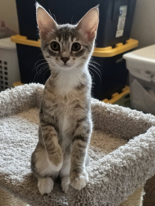 FLYNN