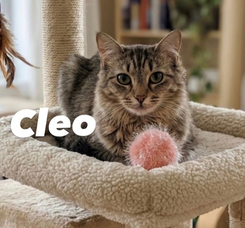 CLEO - Maine Coon available for adoption