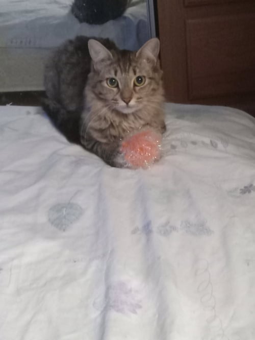 CLEO - Maine Coon available for adoption