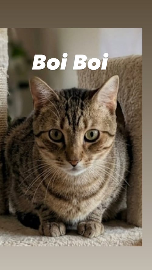 BOI BOI - Domestic Short Hair available for adoption