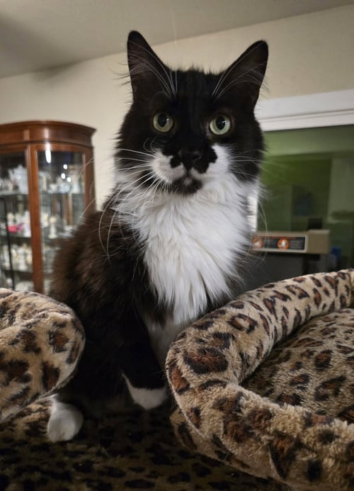 CHARLIE - Domestic Medium Hair available for adoption