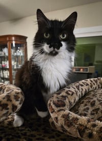 Charlie - Photo 4
