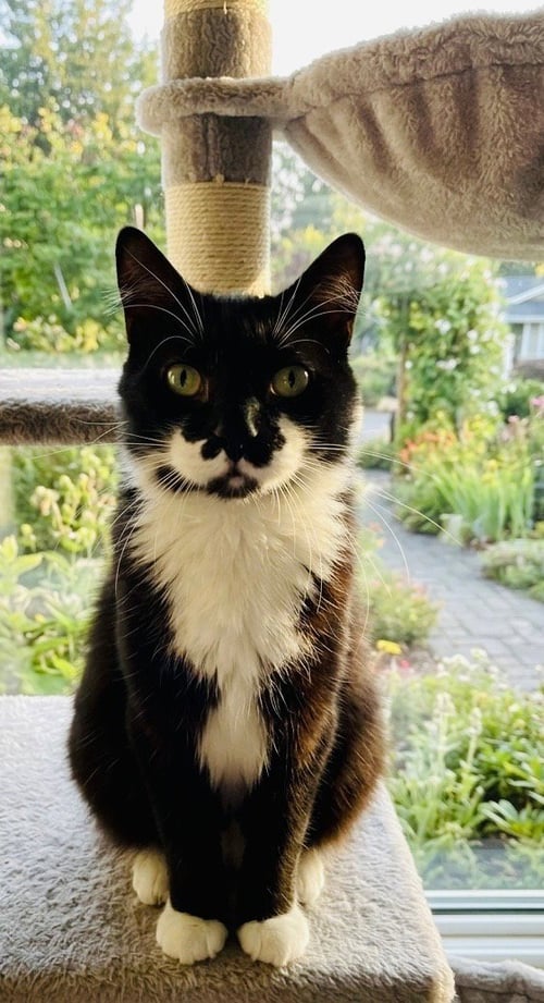 CHARLIE - Domestic Medium Hair available for adoption