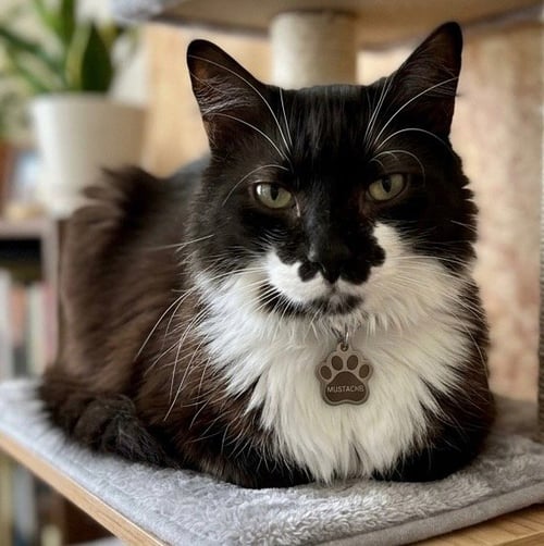 CHARLIE - Domestic Medium Hair available for adoption