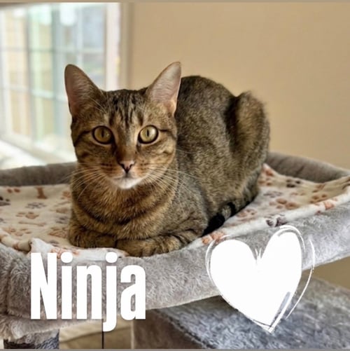 NINJA - Domestic Short Hair available for adoption