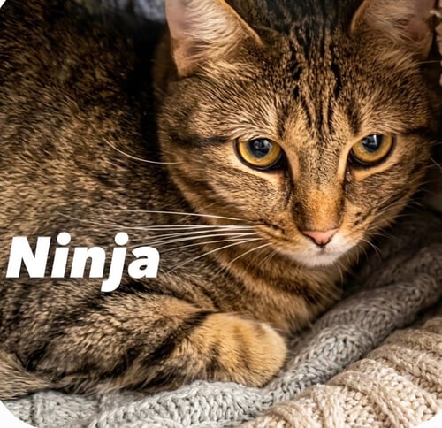 NINJA - Domestic Short Hair available for adoption