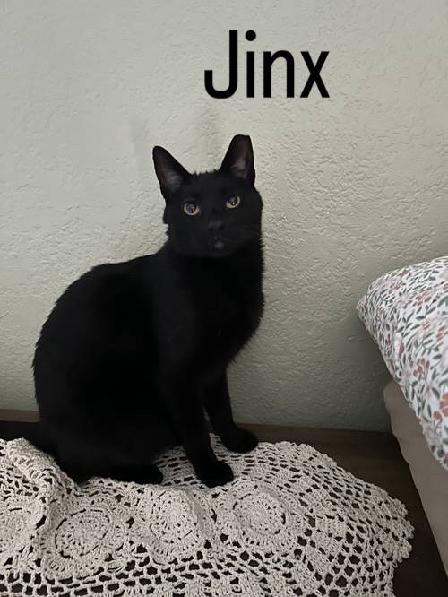 JINX - Domestic Short Hair available for adoption
