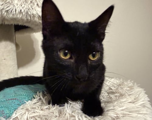 MIA - Domestic Short Hair available for adoption