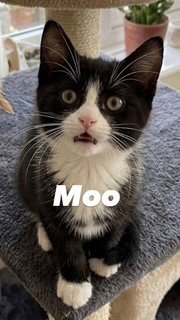 Moo Image
