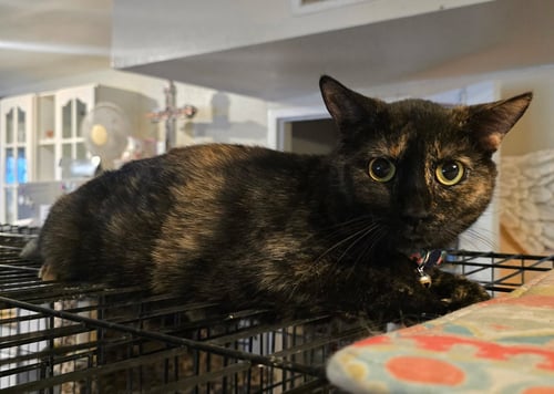 JILL - Domestic Short Hair available for adoption