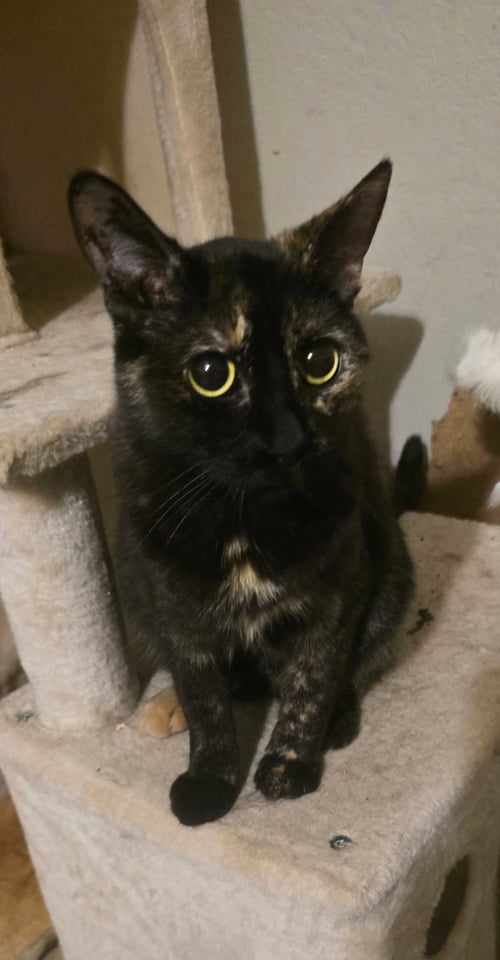 JILL - Domestic Short Hair available for adoption