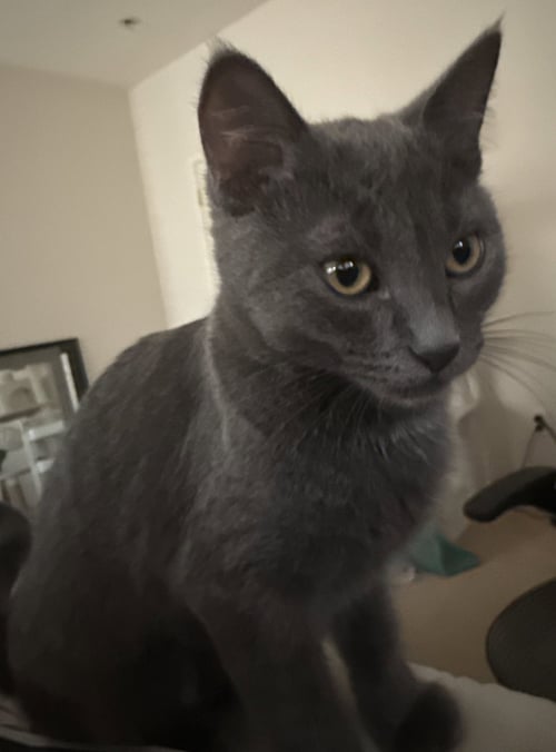 TOM - Domestic Short Hair available for adoption