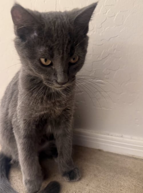 TOM - Domestic Short Hair available for adoption