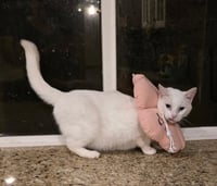 Lily - Photo 1