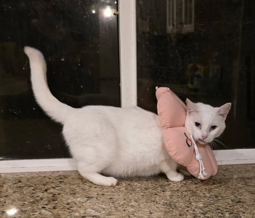 LILY - Domestic Short Hair available for adoption