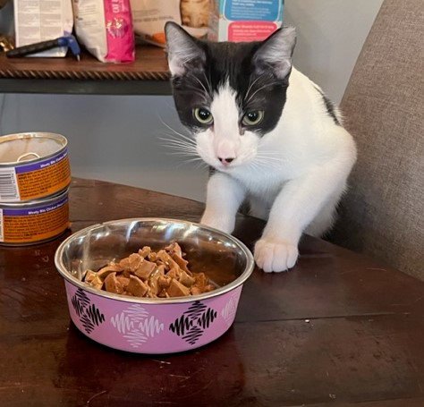 COLIN ROBINSON (BONDED TO NANDOR THE RELENTLESS) - Domestic Short Hair available for adoption