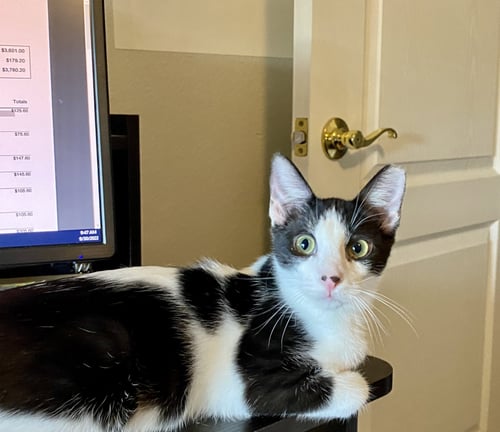 COLIN ROBINSON (BONDED TO NANDOR THE RELENTLESS) - Domestic Short Hair available for adoption