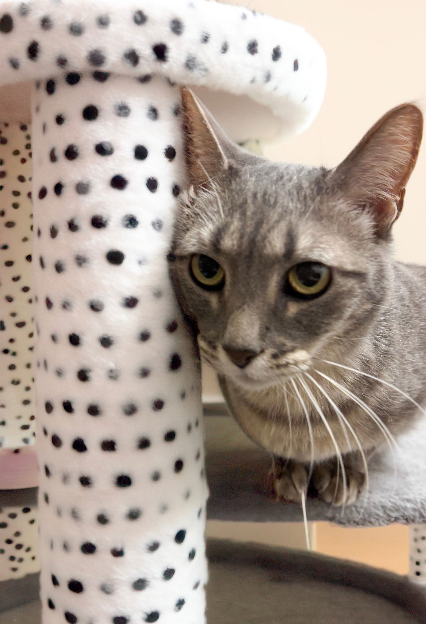 TINDER - Tabby available for adoption