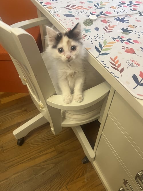 LUCY - Domestic Medium Hair available for adoption