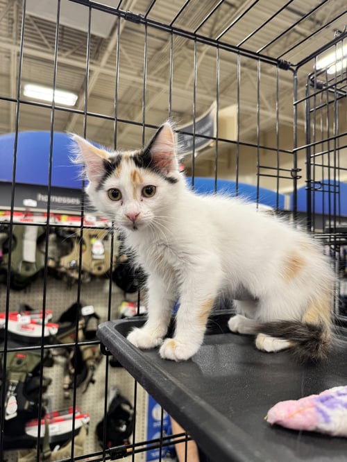 LUCY - Domestic Medium Hair available for adoption