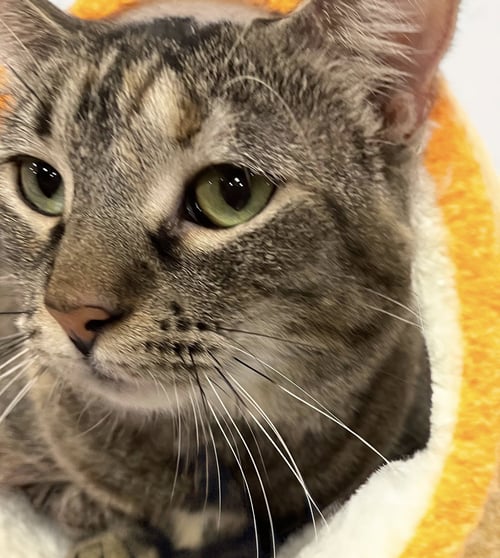 LONDON - Domestic Short Hair available for adoption