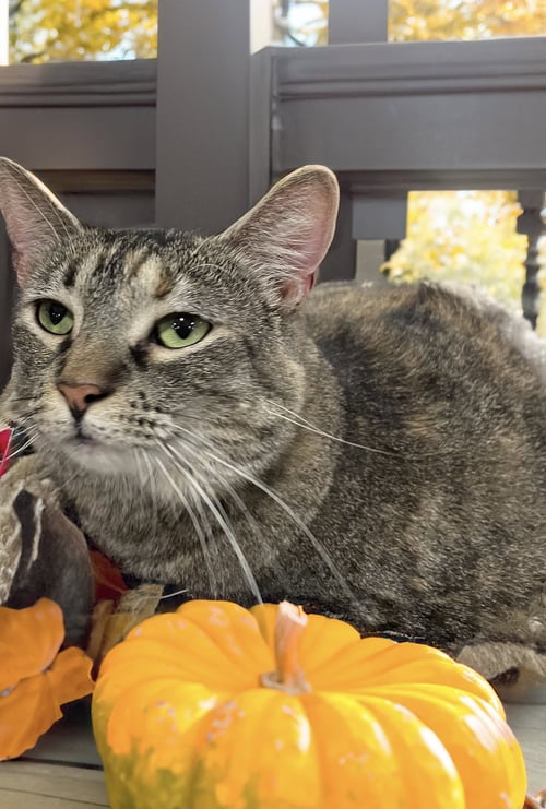 LONDON - Domestic Short Hair available for adoption