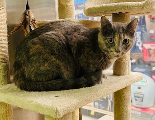 TEDDY - Tortoiseshell available for adoption