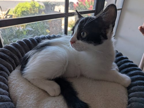 ARROW - Domestic Short Hair available for adoption
